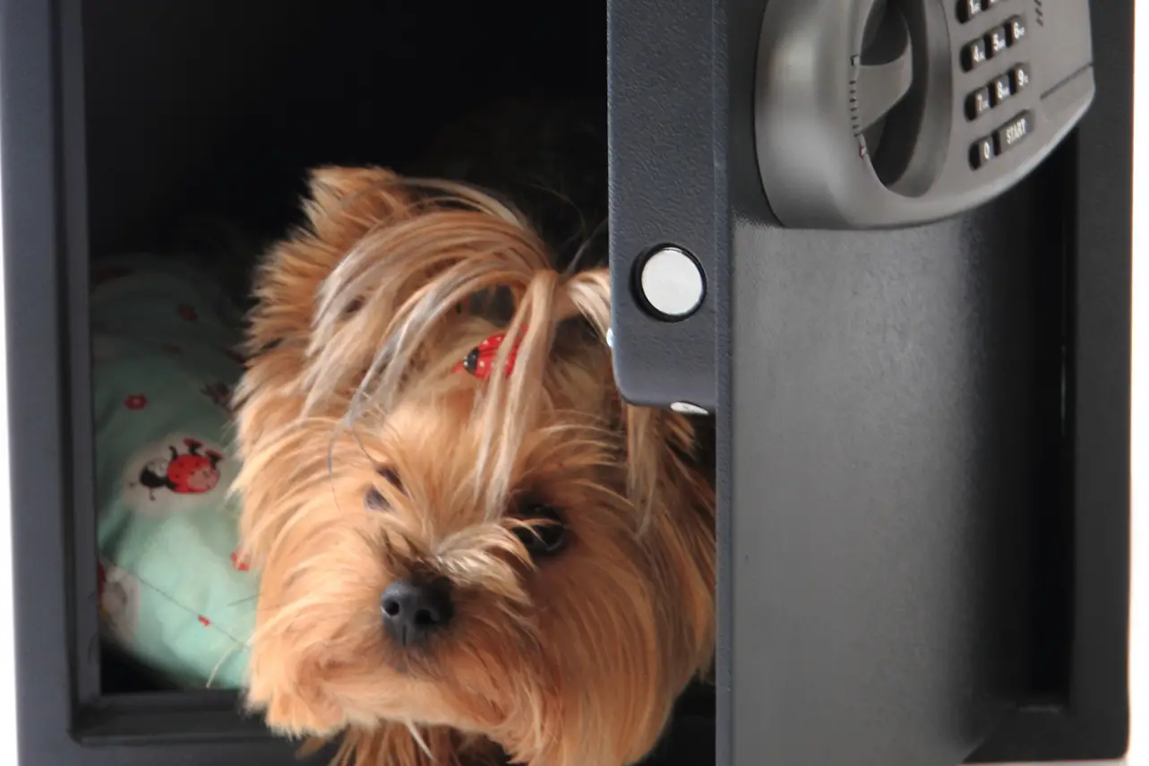 Dog Toxins Symptoms A Comprehensive Overview