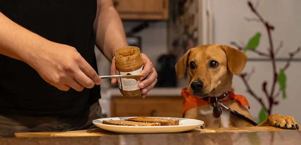 Signs of Toxins in Dogs Detecting and Preventing Dangers to Your Furry Friend
