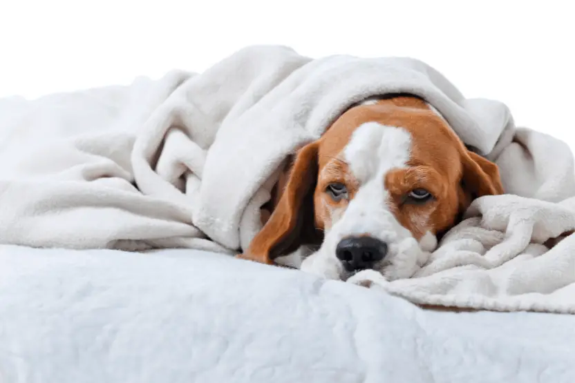 Signs of Toxins in Dogs Detecting and Preventing Dangers to Your Furry Friend