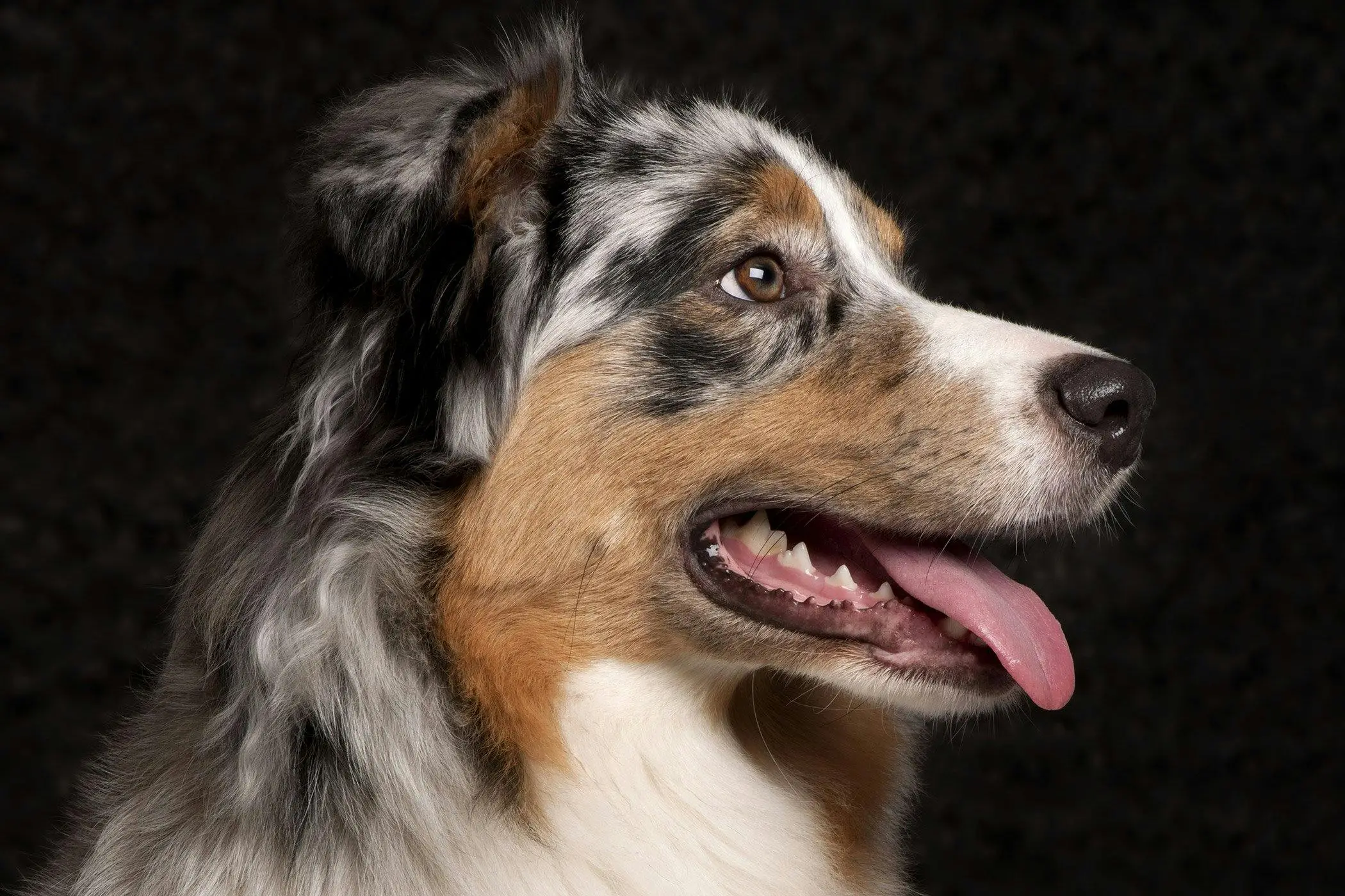 Signs of Toxins in Dogs Detecting and Preventing Dangers to Your Furry Friend