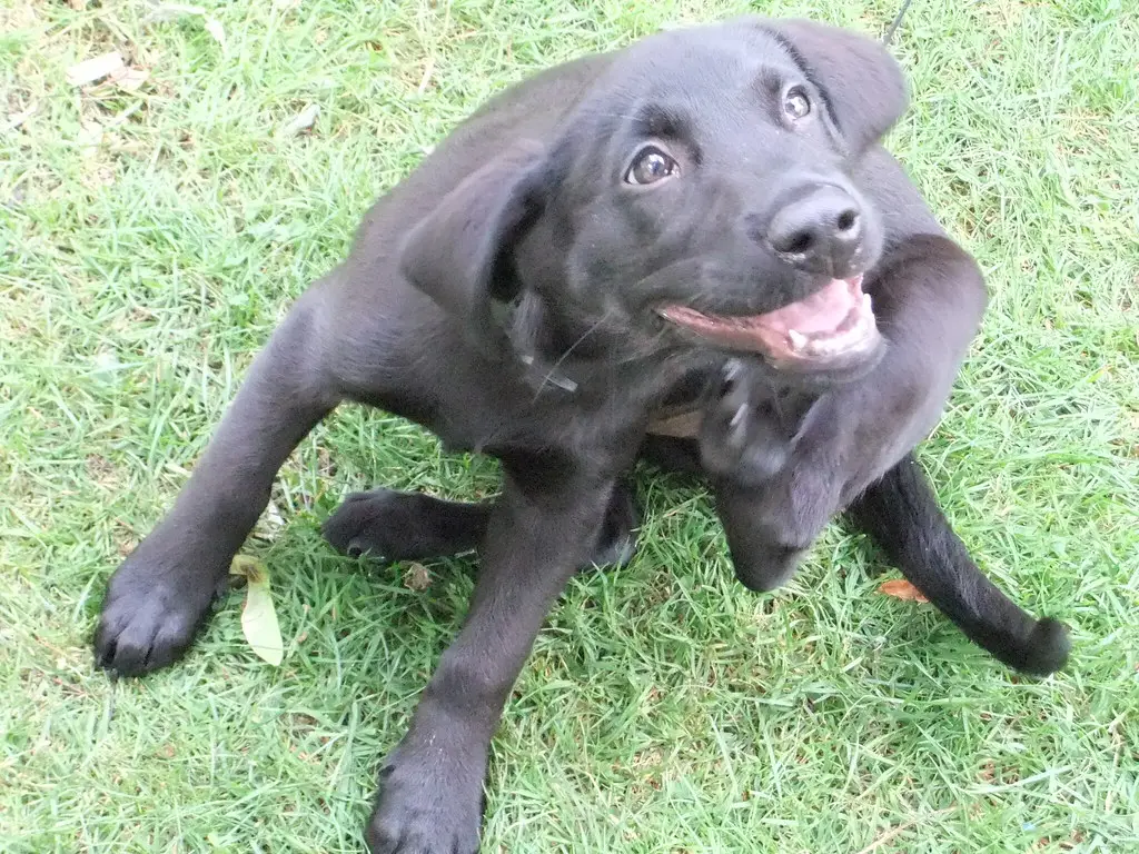 Signs of Toxins in Dogs Detecting and Preventing Dangers to Your Furry Friend