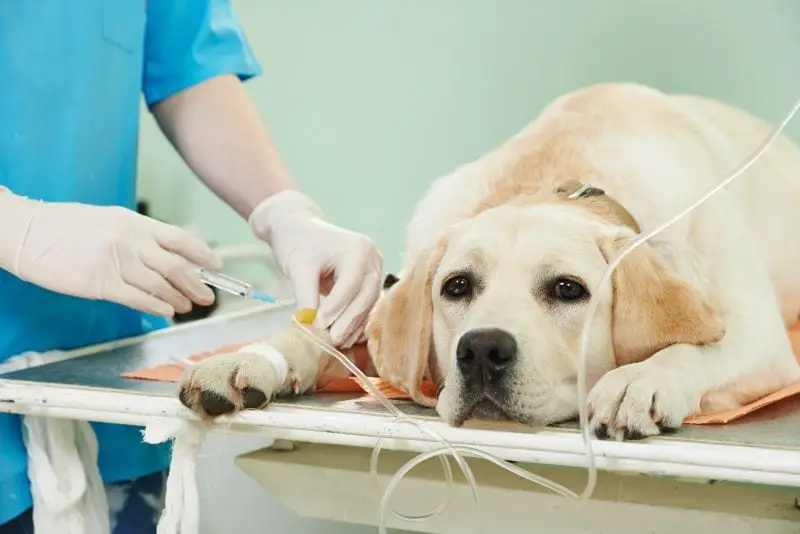 Signs of Toxins in Dogs Detecting and Preventing Dangers to Your Furry Friend