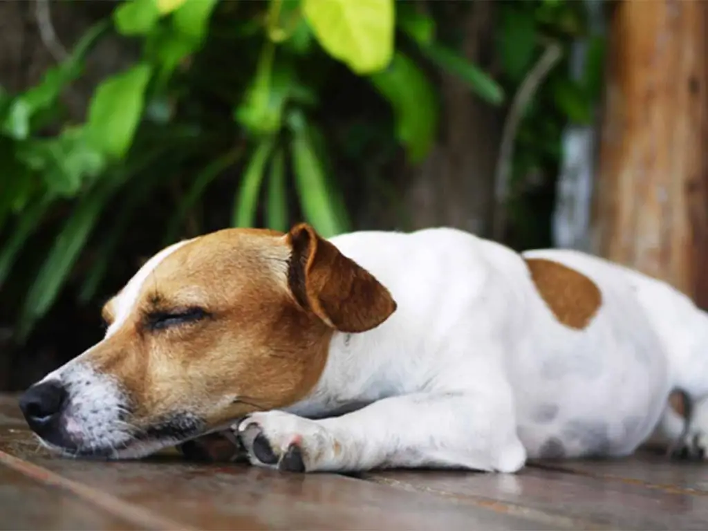 Signs of Toxins in Dogs Detecting and Preventing Dangers to Your Furry Friend