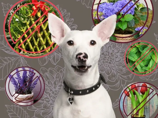 Signs of Toxins in Dogs Detecting and Preventing Dangers to Your Furry Friend