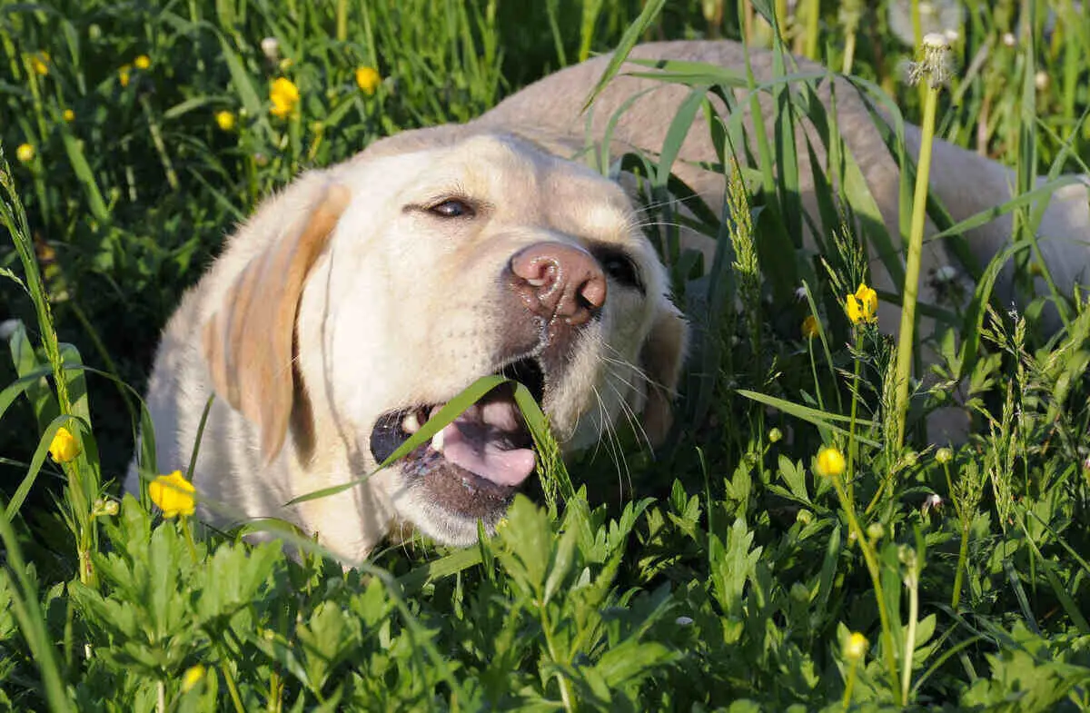 List of Dog Toxins