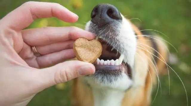 List of Dog Toxins