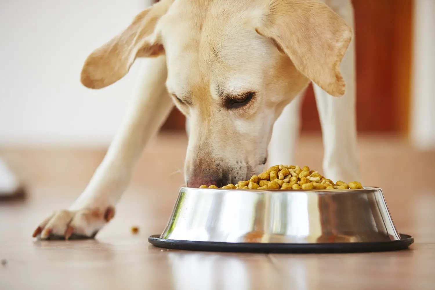 List of Dog Toxins
