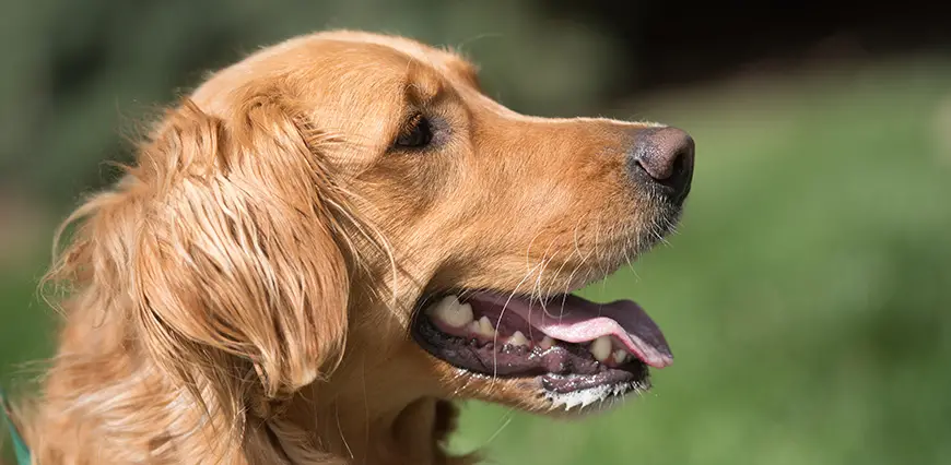 List of Dog Toxins