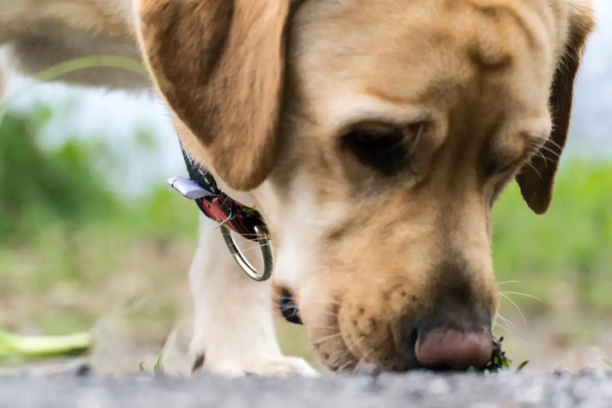 List of Dog Toxins