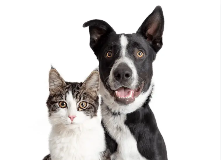 List of Dog Toxins