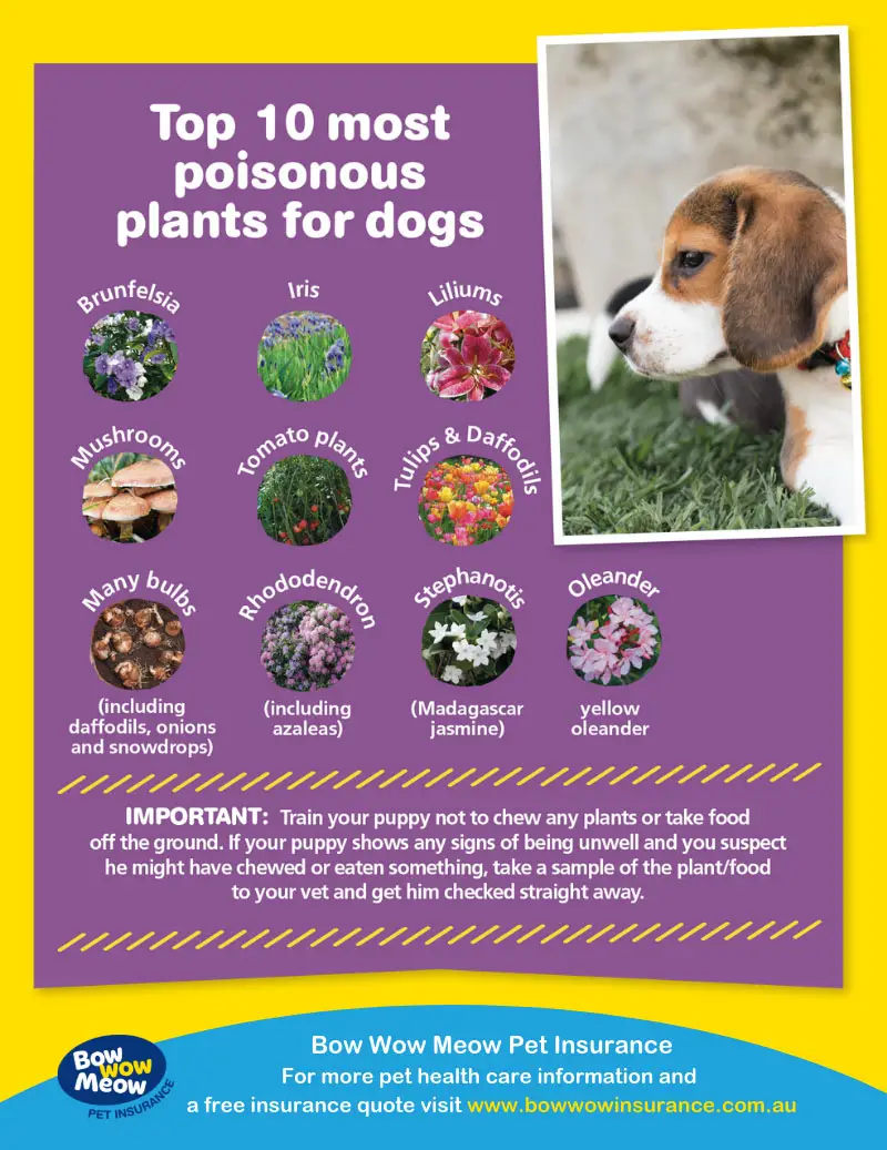 List of Dog Toxins
