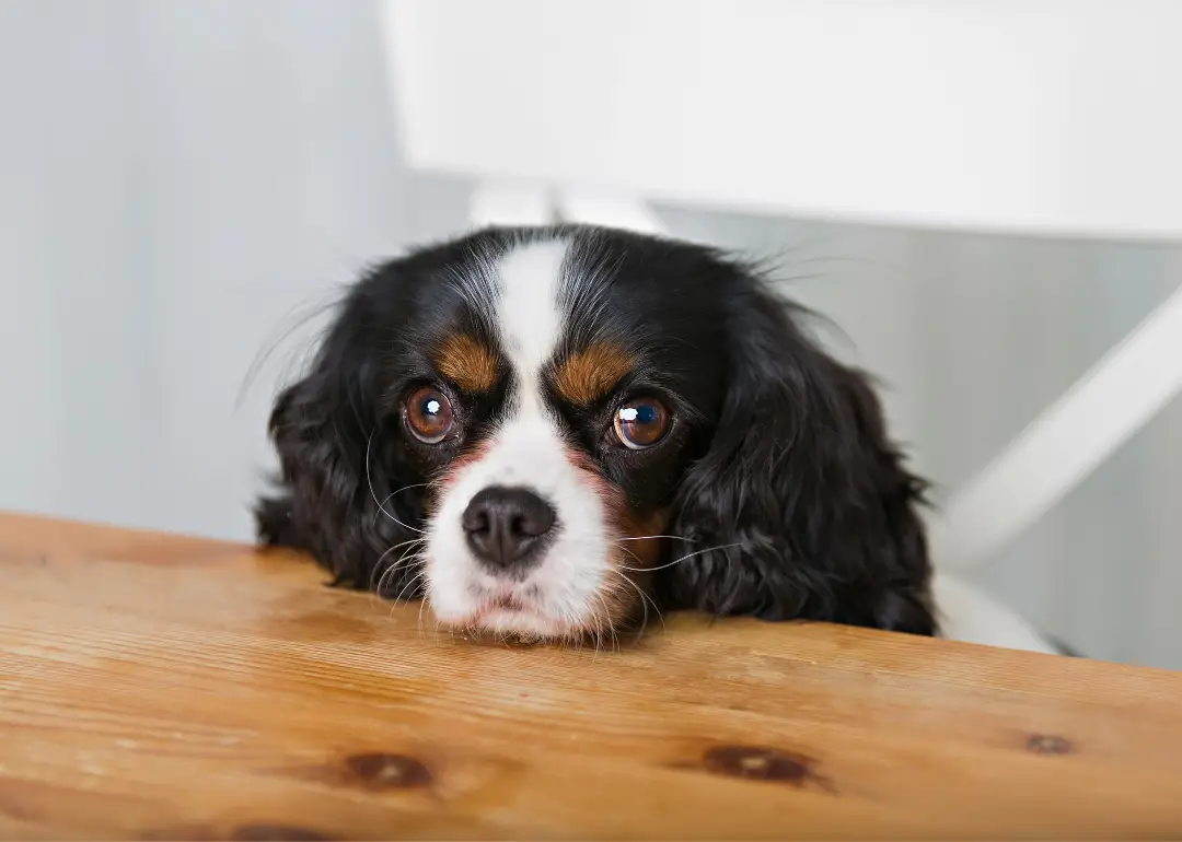 List of Dog Toxins