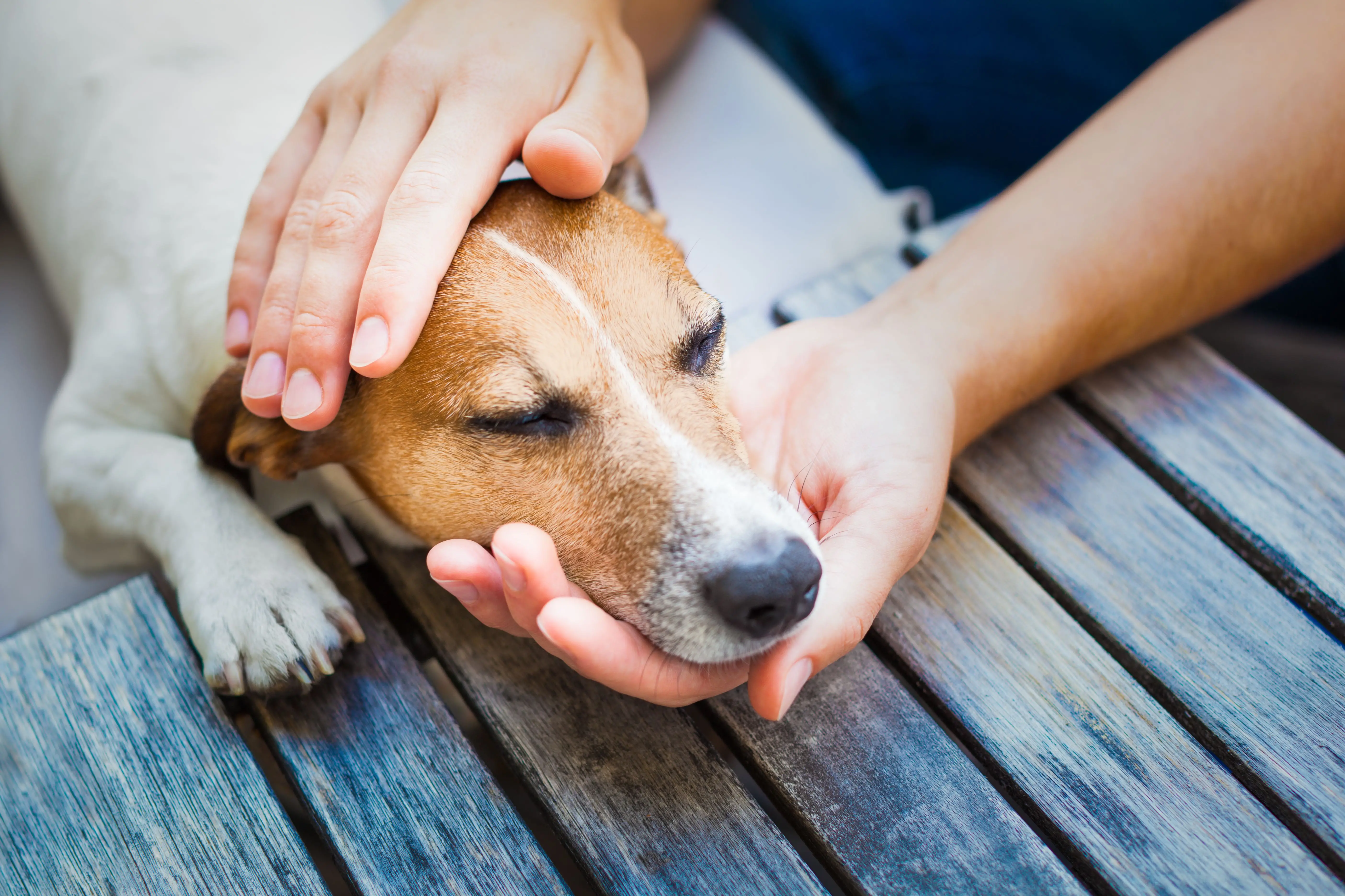 List of Dog Toxins