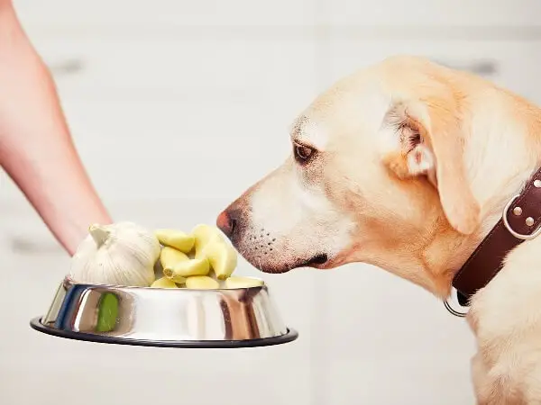 Understanding Dog Food Toxins A Comprehensive Guide to Safe and Healthy Feeding for Your Canine Companion
