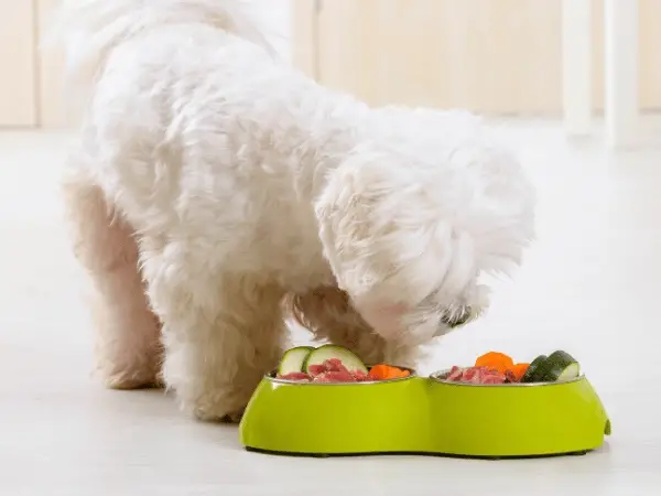 Understanding Dog Food Toxins A Comprehensive Guide to Safe and Healthy Feeding for Your Canine Companion