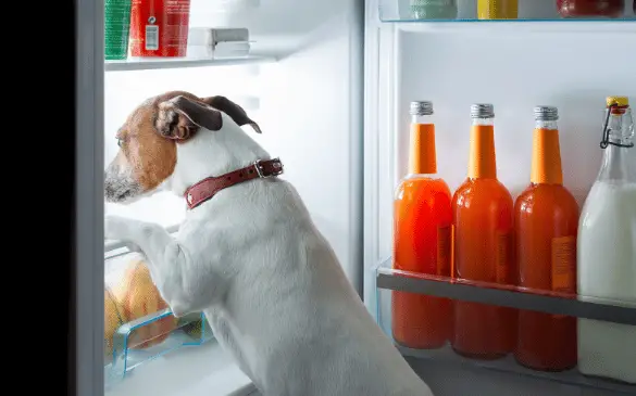 Understanding Dog Food Toxins A Comprehensive Guide to Safe and Healthy Feeding for Your Canine Companion