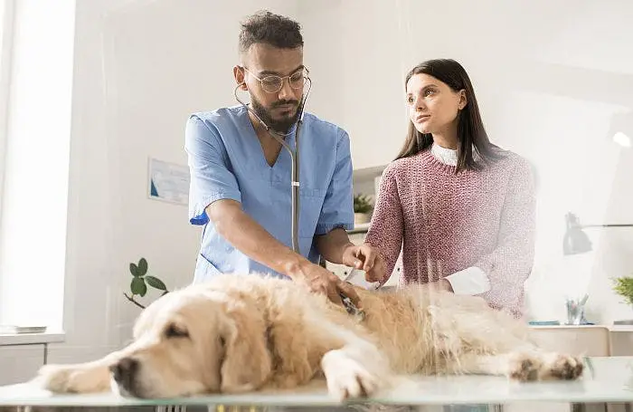 Understanding Dog Food Toxins A Comprehensive Guide to Safe and Healthy Feeding for Your Canine Companion