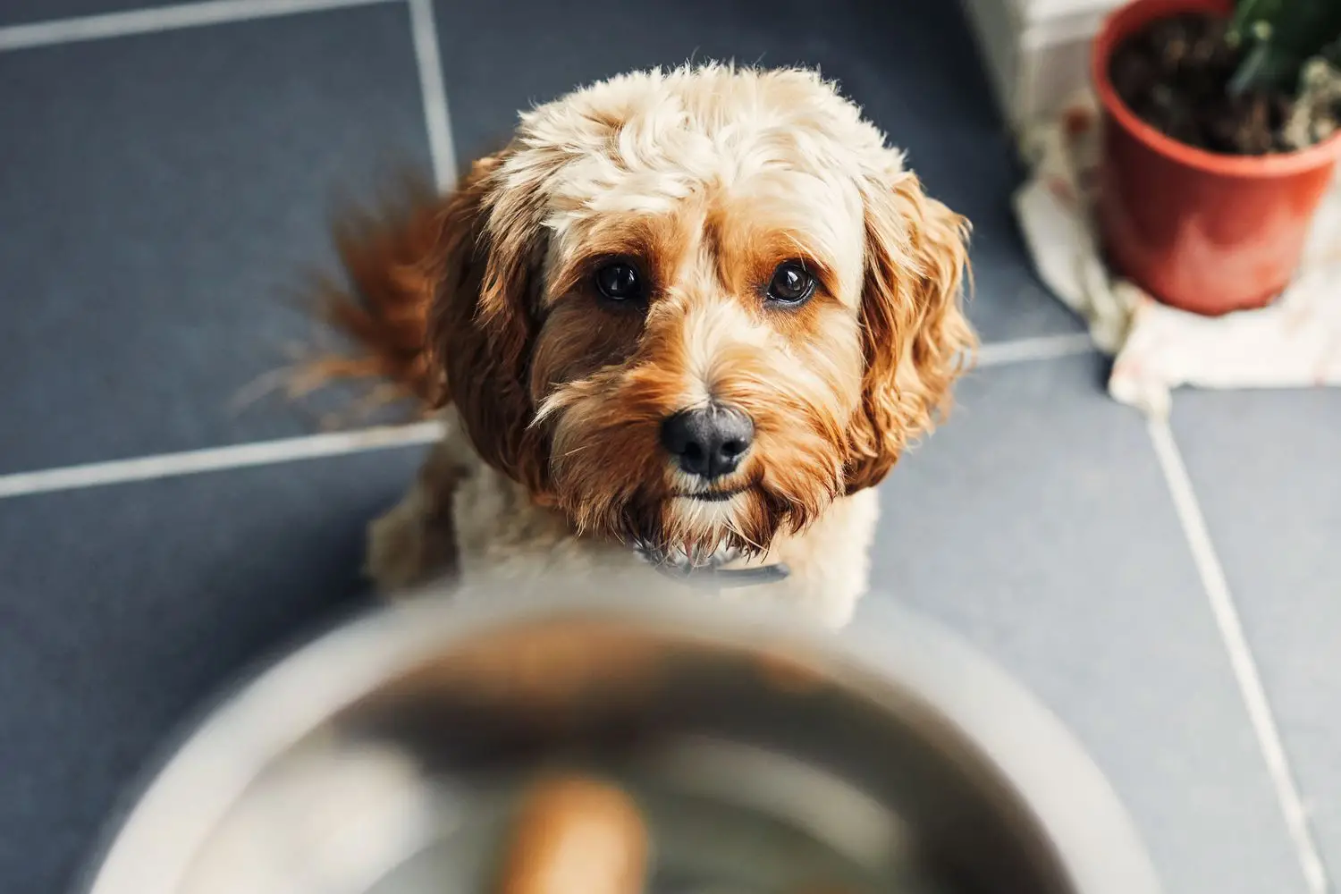 Understanding Dog Food Toxins A Comprehensive Guide to Safe and Healthy Feeding for Your Canine Companion