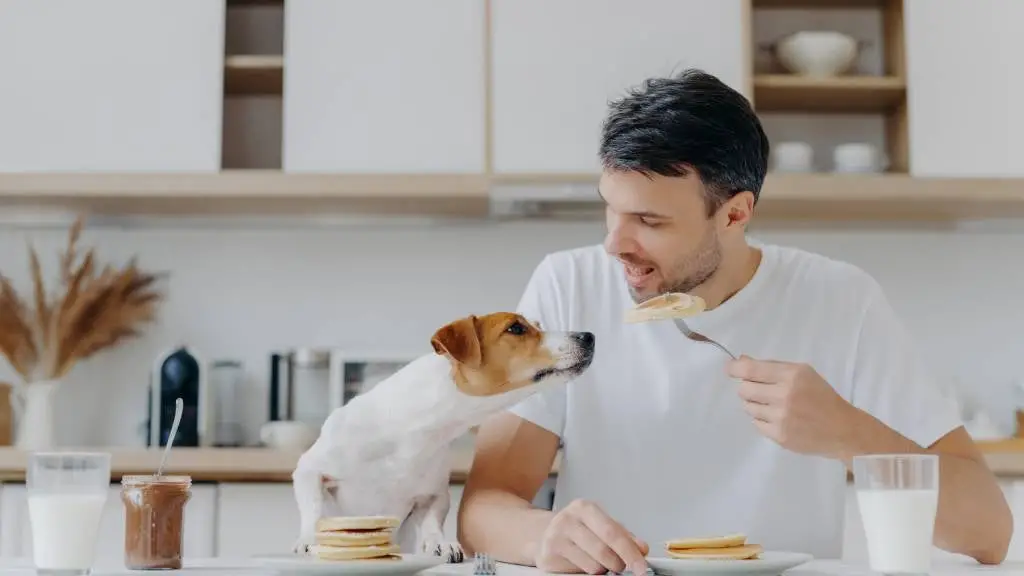 Understanding Dog Food Toxins A Comprehensive Guide to Safe and Healthy Feeding for Your Canine Companion