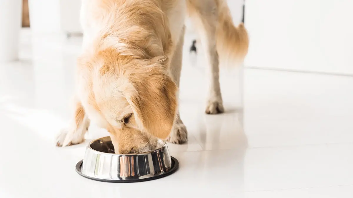 Understanding Dog Food Toxins A Comprehensive Guide to Safe and Healthy Feeding for Your Canine Companion