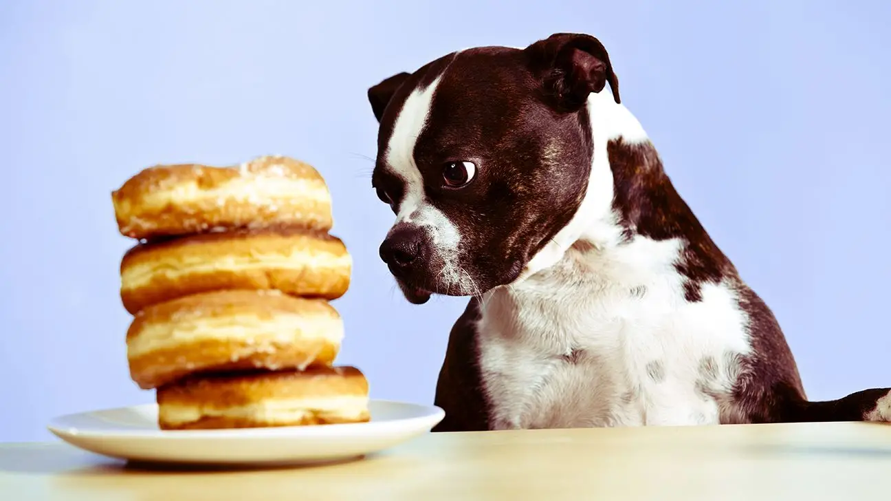 Understanding Dog Food Toxins A Comprehensive Guide to Safe and Healthy Feeding for Your Canine Companion