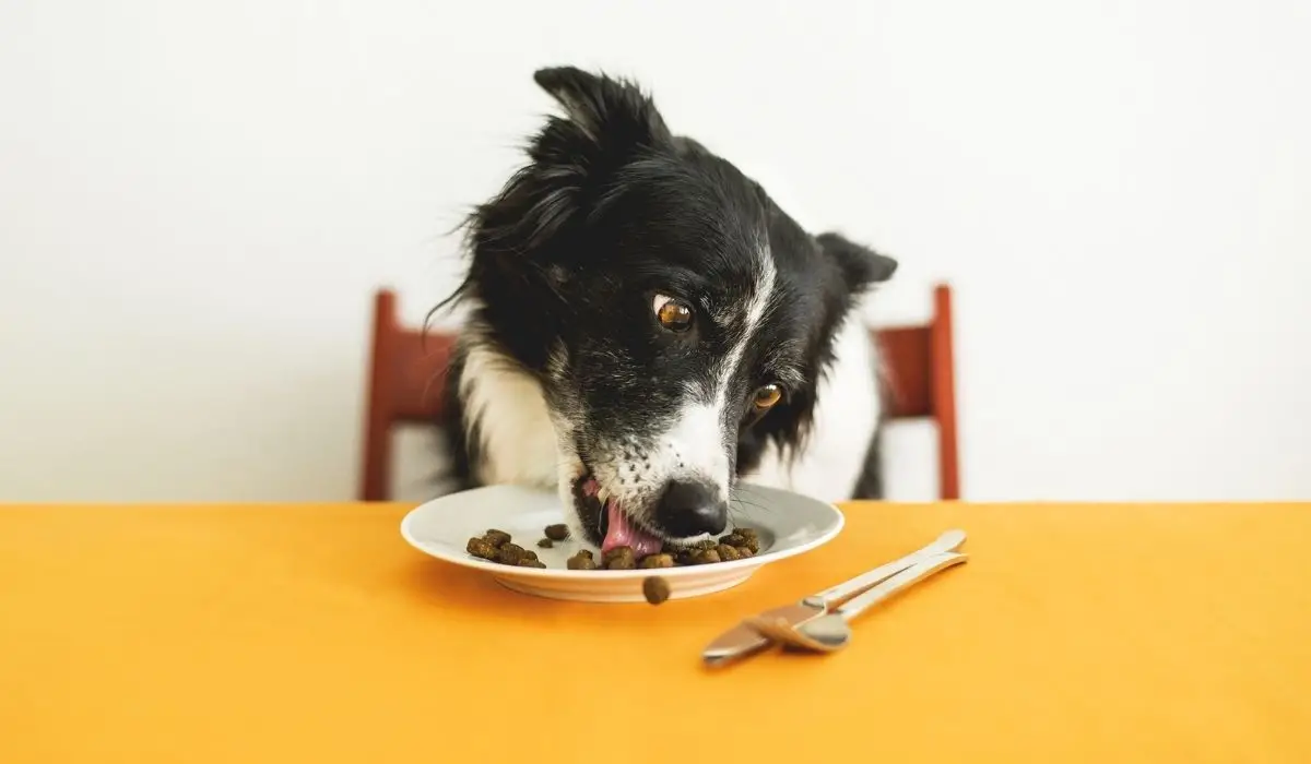 Understanding Dog Food Toxins A Comprehensive Guide to Safe and Healthy Feeding for Your Canine Companion