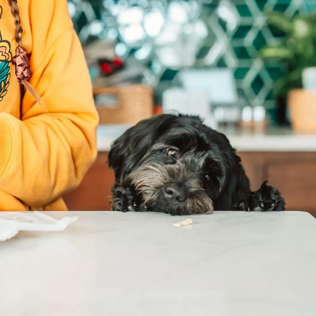 Understanding Dog Food Toxins A Comprehensive Guide to Safe and Healthy Feeding for Your Canine Companion