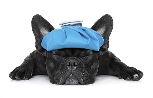 Common Dog Toxins A Comprehensive Guide to Protecting Your Pet