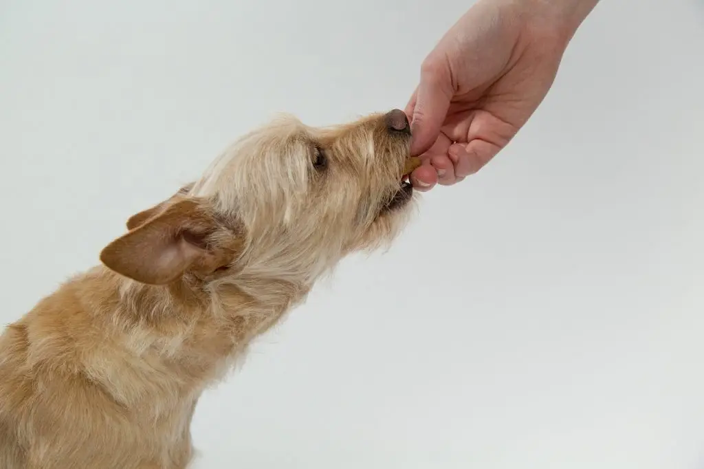 Common Dog Toxins A Comprehensive Guide to Protecting Your Pet