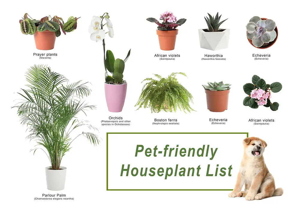 Common Dog Toxins A Comprehensive Guide to Protecting Your Pet