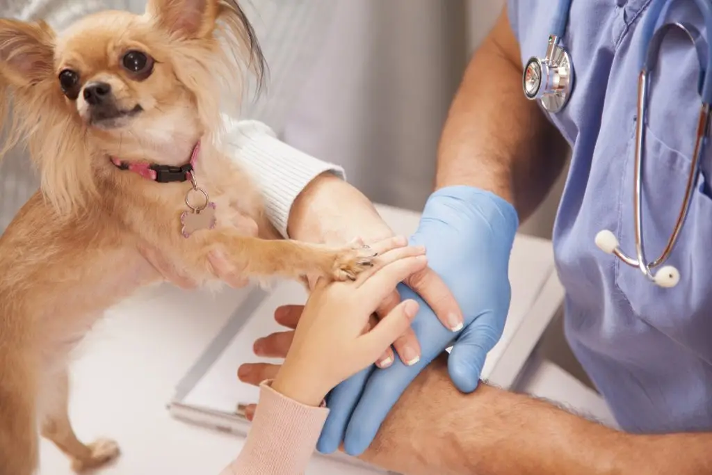 Common Dog Toxins A Comprehensive Guide to Protecting Your Pet