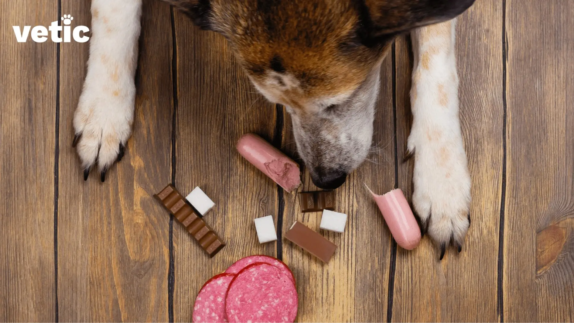 Common Dog Toxins A Comprehensive Guide to Protecting Your Pet