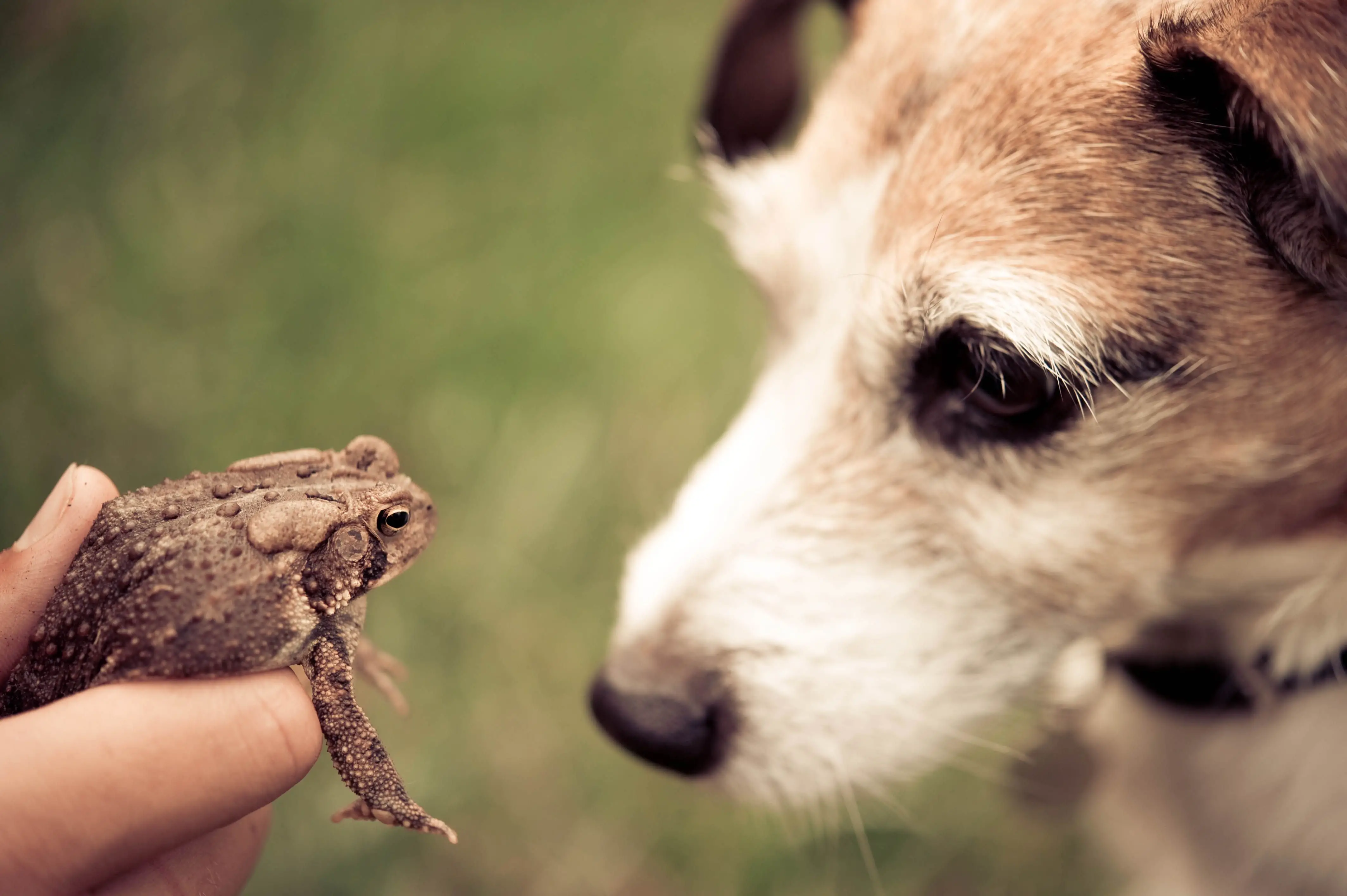 Common Dog Toxins A Comprehensive Guide to Protecting Your Pet