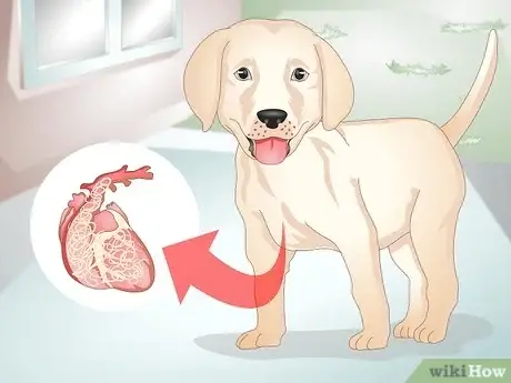 How Do You Get Worms from a Dog?