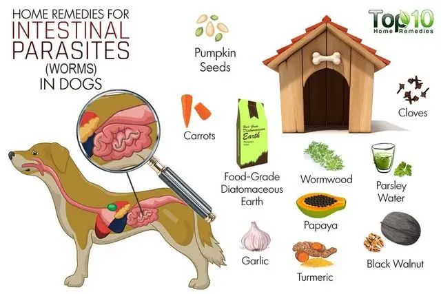 How Do You Get Worms from a Dog?