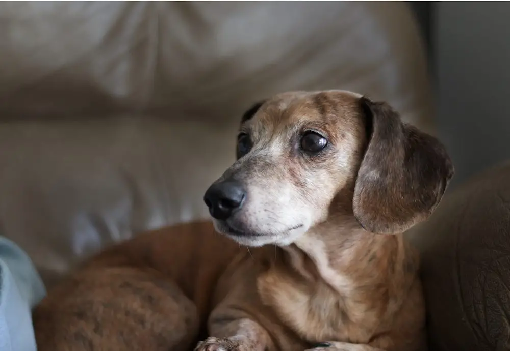 How Do You Get Worms from a Dog?