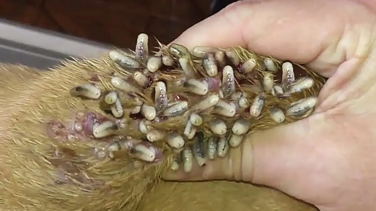 How Do You Get Worms from a Dog?