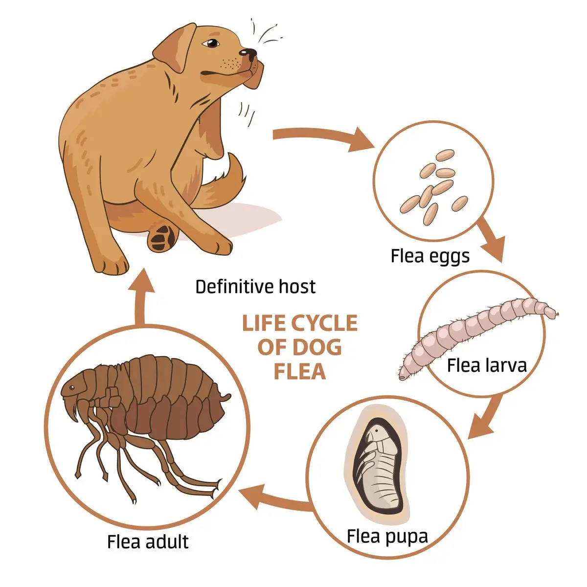 How Do You Get Worms from a Dog?