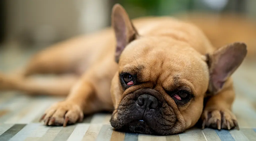How Do You Get Worms from a Dog?
