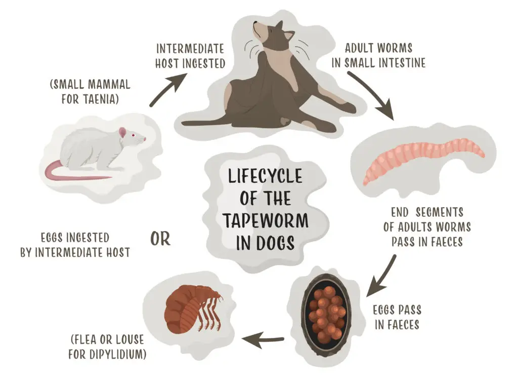 How Do You Get Worms from a Dog?