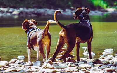 How Do You Get Worms from a Dog?