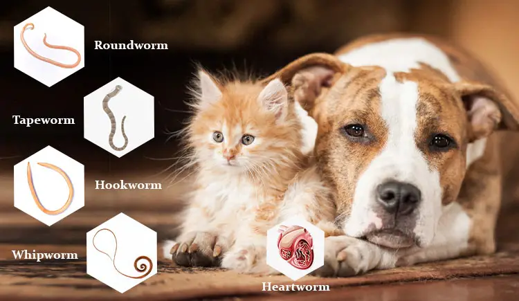 How Do You Get Worms from a Dog?