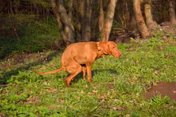 How Do You Get Worms from a Dog?