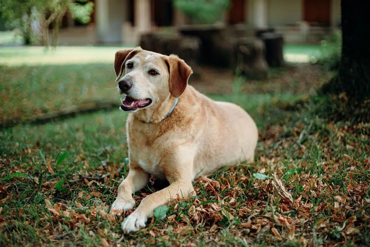 How Do You Get Worms from a Dog?