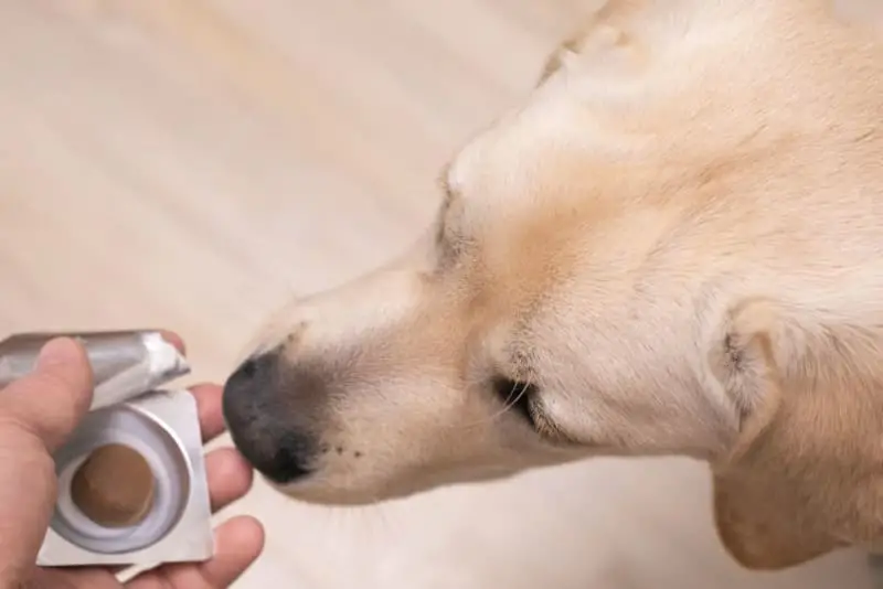 How Do You Get Worms from a Dog?