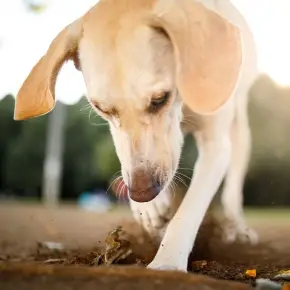 How Do You Get Worms from a Dog?