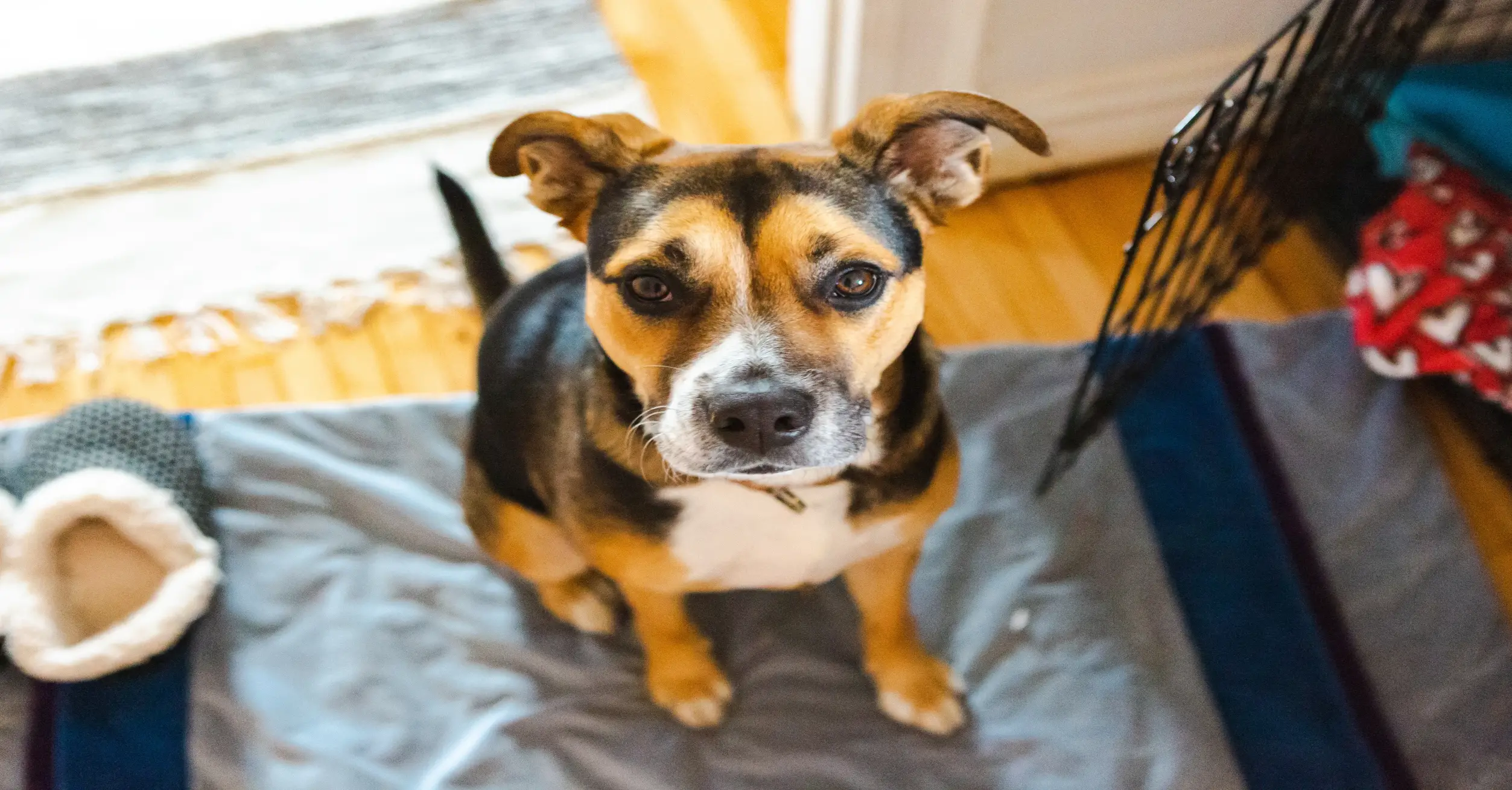 How Do You Get Worms from a Dog?
