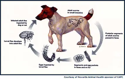 Can a Human Get Worms from a Puppy?