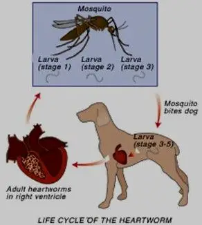 Can a Human Get Worms from a Puppy?