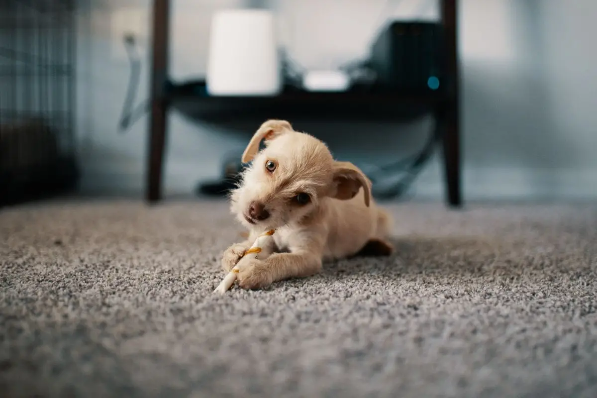 Can a Human Get Worms from a Puppy?